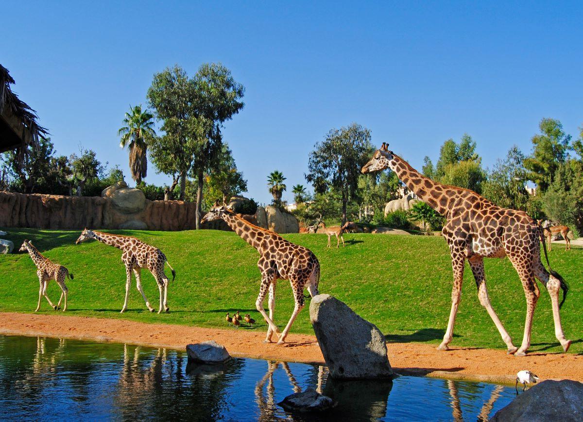 BIOPARC Valencia recrea los bellos hábitats del continente africano