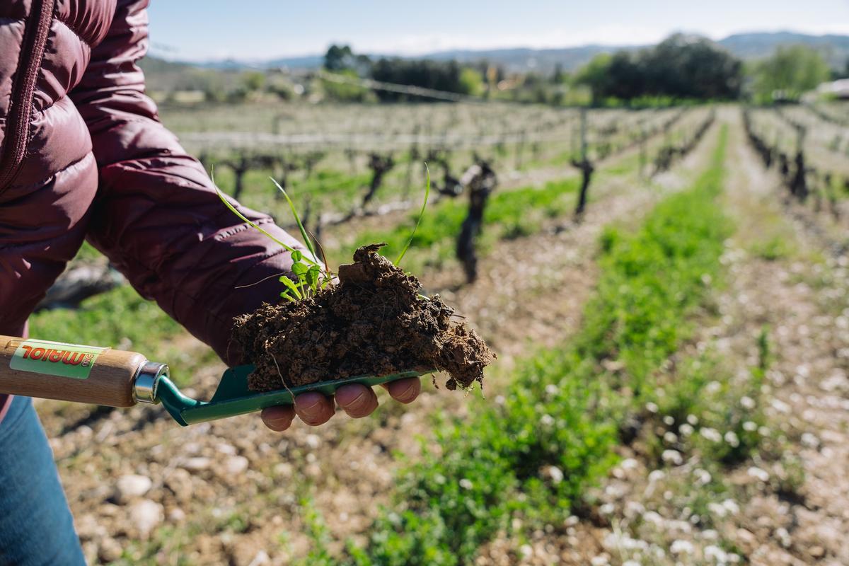 La agricultura, regenerativa, una práctica para cuidar el suelo