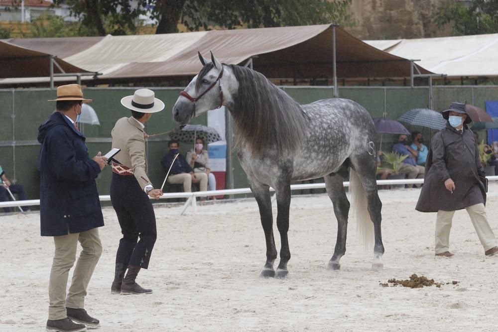 Cabalcor puede con la lluvia y el Covid