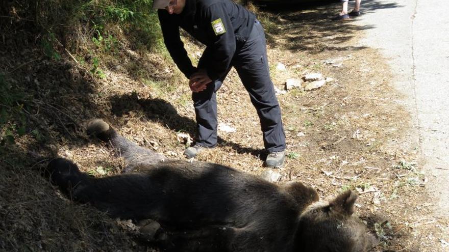 Pocos atropellos y muchas infecciones: las pistas que dejan 25 osos pardos muertos