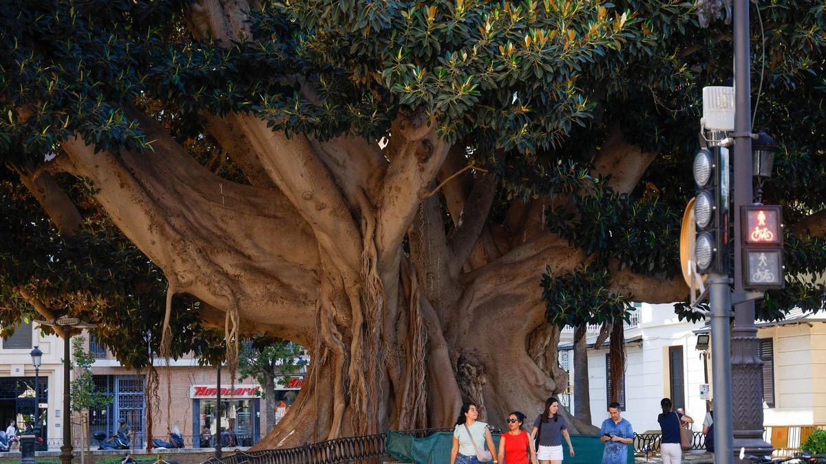 El histórico ficus situado en el Parterre, fotografiado recientemente