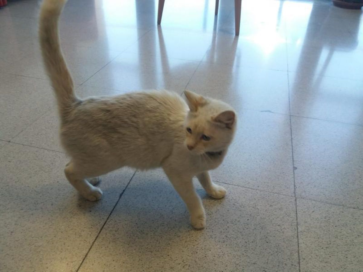 Arriba: Odilo Barreiro, ayer, con el gato. Izquierda: La mascota perdida, caminando por la Casa do Concello.   | // G.N.