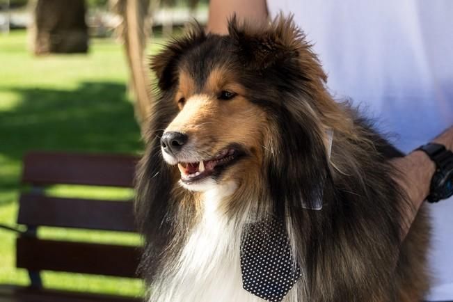 Feria de Mascotas de Maspalomas 2016