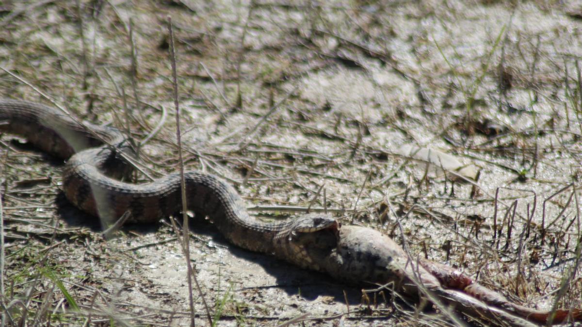 Una serpiente engullendo una rana en Relleu.