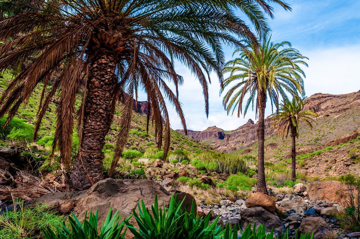 Gran Canaria: playas paradisíacas, joyas gastronómicas y sabor a verano  eterno - Levante-EMV