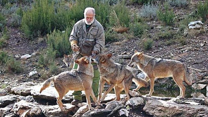 El biólogo Carlos Sanz atiende a los lobos en el Centro Temático de Robledo.