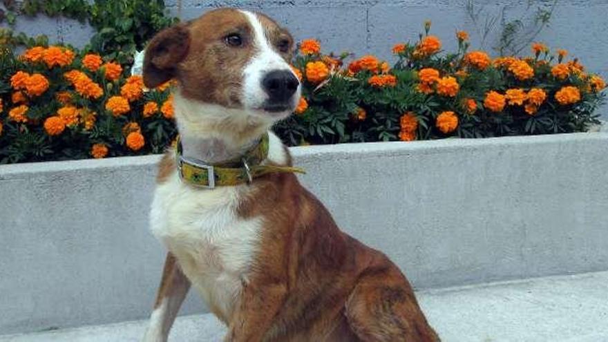 &quot;Covelo&quot; en el Centro de Acollida de Animais Abandonados (CAAN) de Meis.