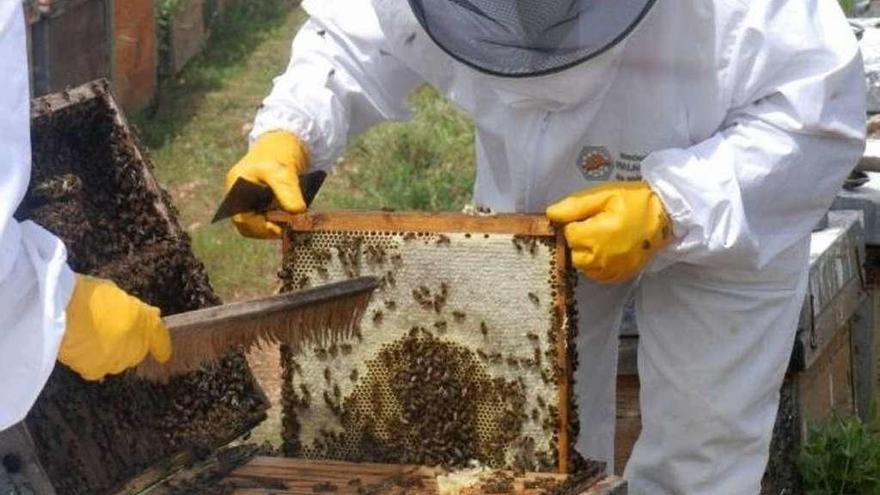 Las abejas de Juan Antonio Bermúdez en los campos de Alicante.