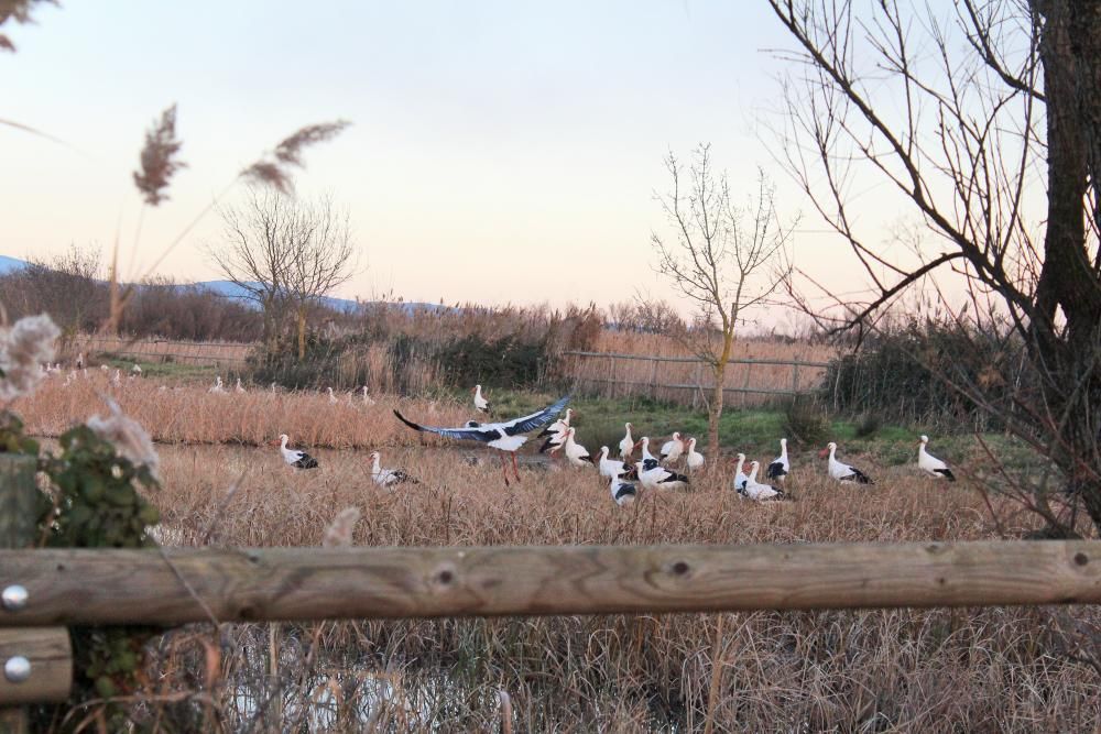 Posta de sol als Aiguamolls de l''Empordà