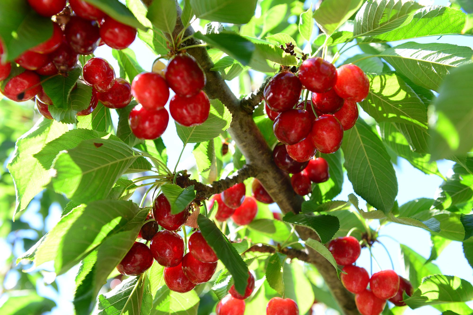 2021. Recogida de cereza del Valle del Jerte.