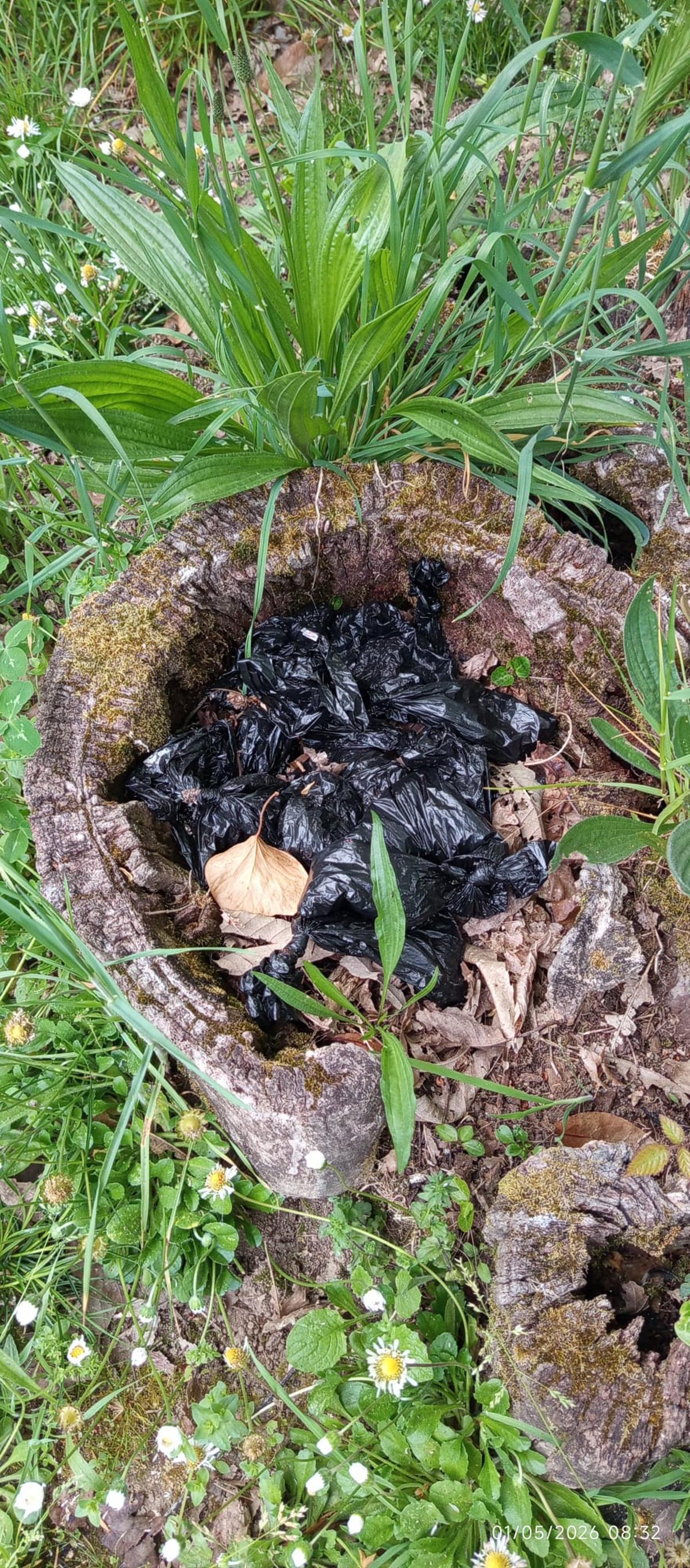 Bolsas con excrementos de los perros dentro de un viejo tronco.