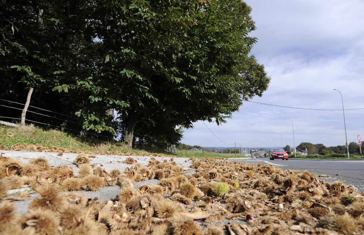 Un castaño junto al casco urbano de Silleda.
