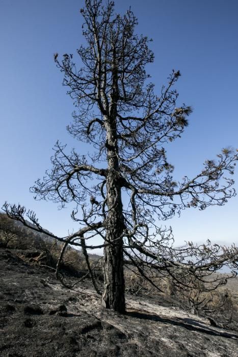 INCENDIO EN LA PALMA