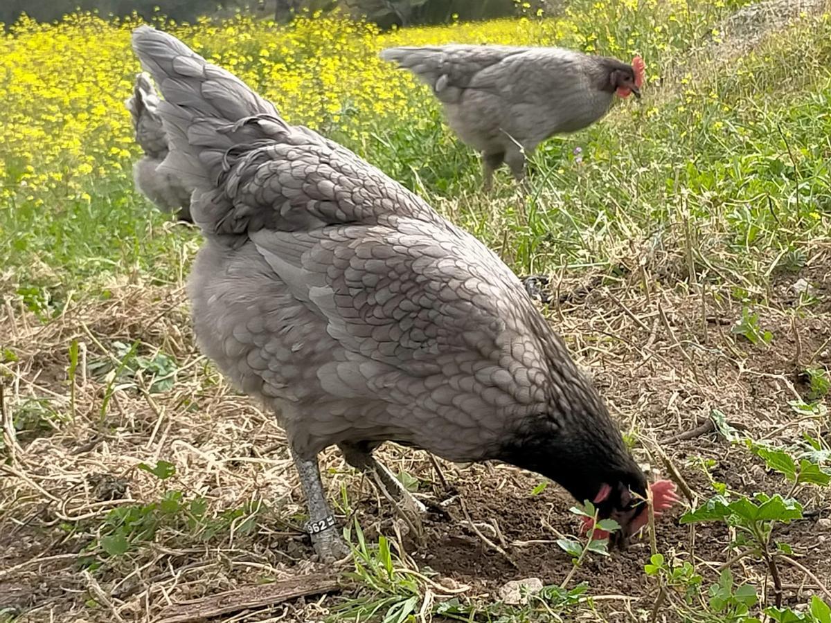 La Gallina Azul Extremeña está en peligro de extinción.