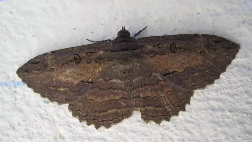 Insectes voladors tan grans com ocells per l'onada de calor