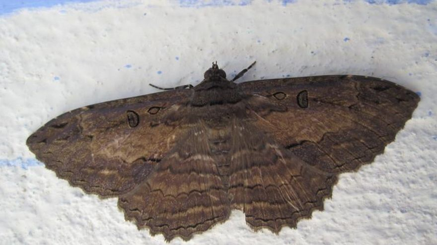 Una polilla quieta en una pared.