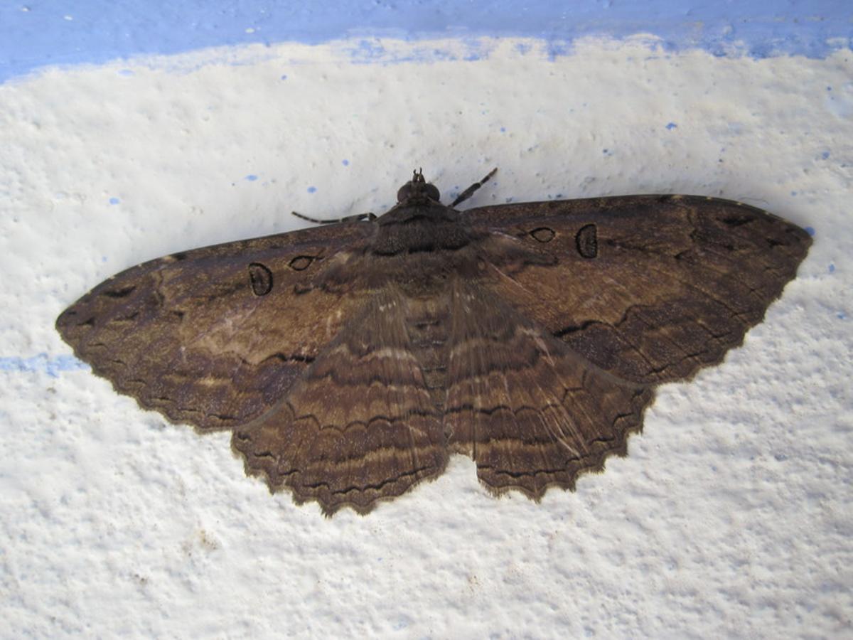 Una polilla quieta en una pared. Una polilla quieta en una pared.