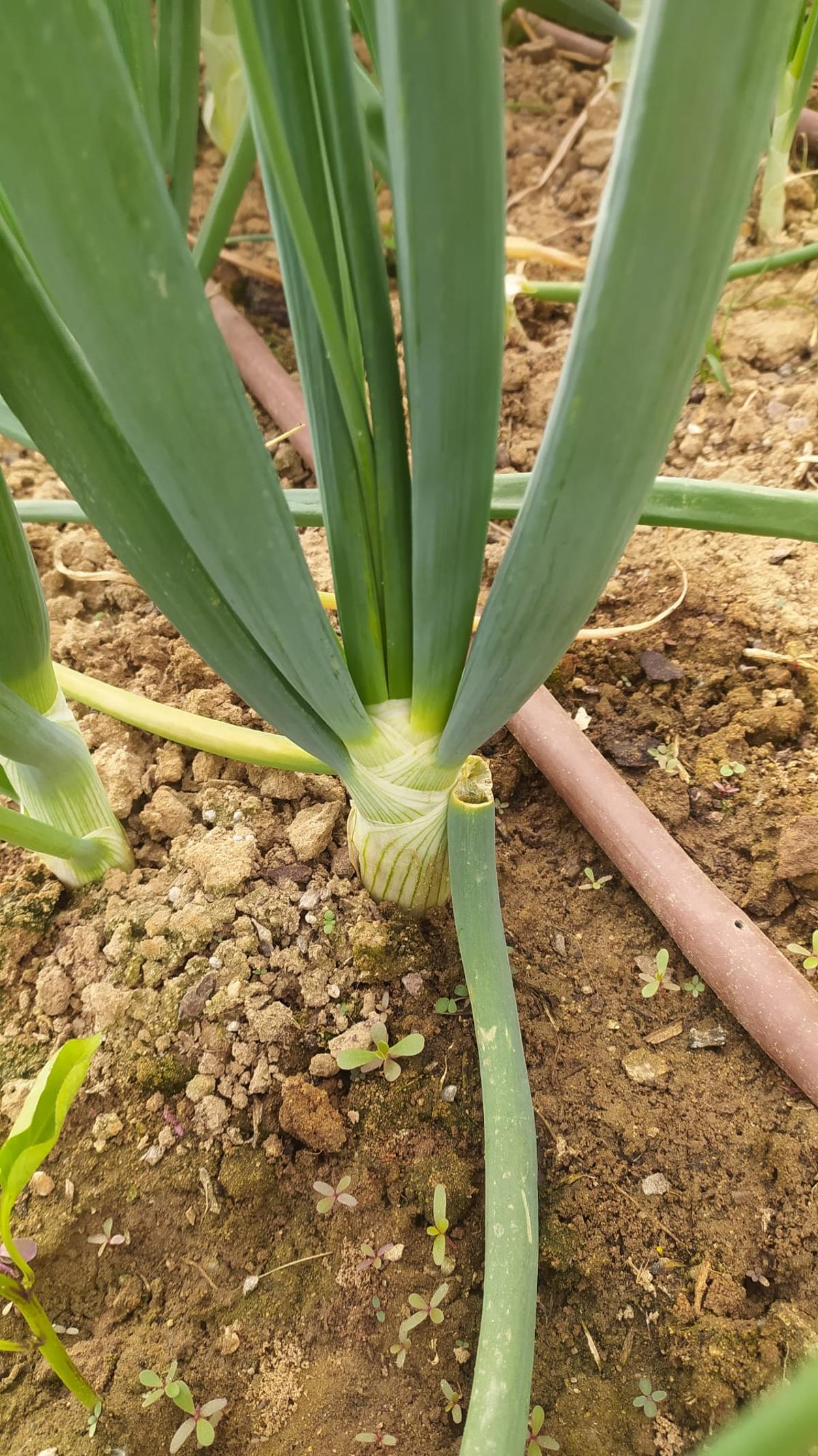 Fotogalería | Estas son las primeras frutas y verduras que recogen los adjudicatarios de Llera