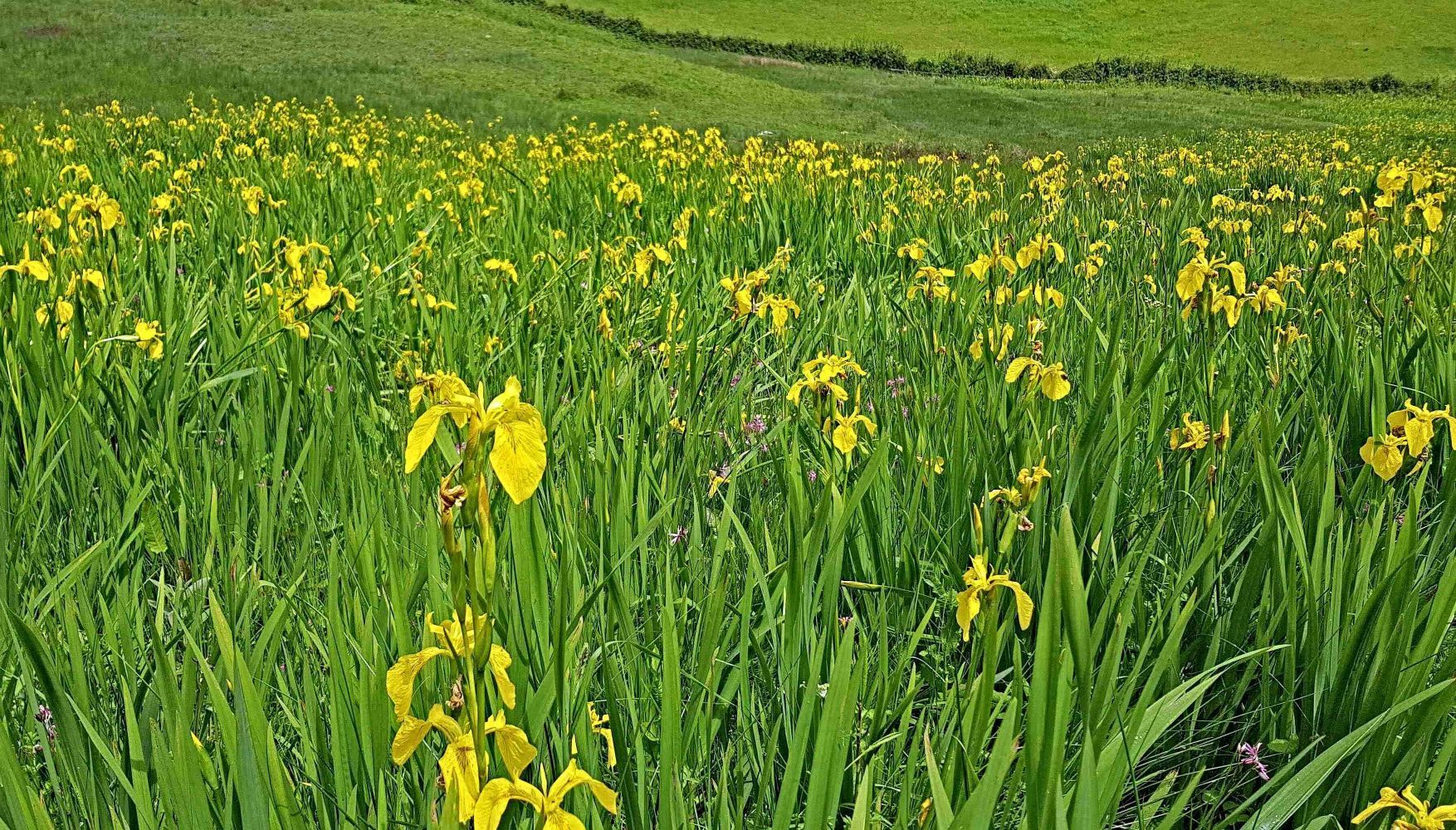 La primavera adelantada de Villaviciosa en imágenes