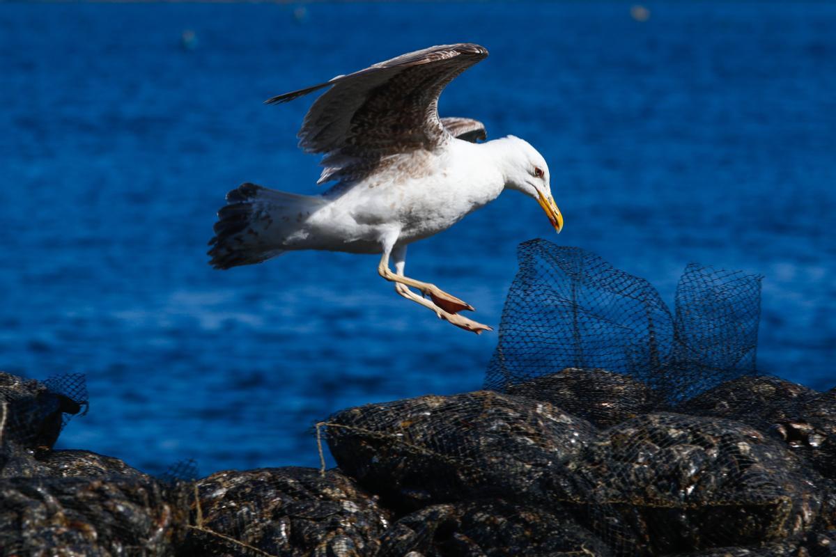 Sacos de mejillón destinados a depuradora.
