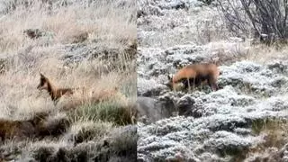 Las primeras nieves empiezan a teñir de blanco Asturias, en una jornada con las temperaturas en descenso