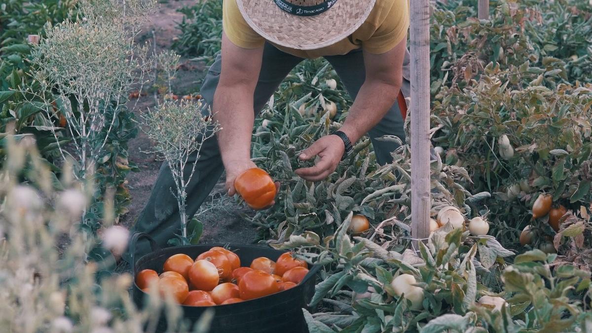 Recolección de tomates ecológicos en una huerta de Andalucía.