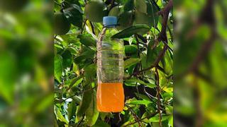 So bauen Sie auf Mallorca ökologisch unbedenkliche Fallen gegen Fruchtfliegen im Orangenbaum