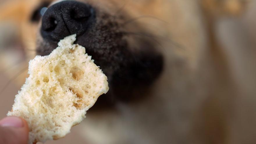 ¿Qué le pasa a los perros y a los gatos al comer pan?