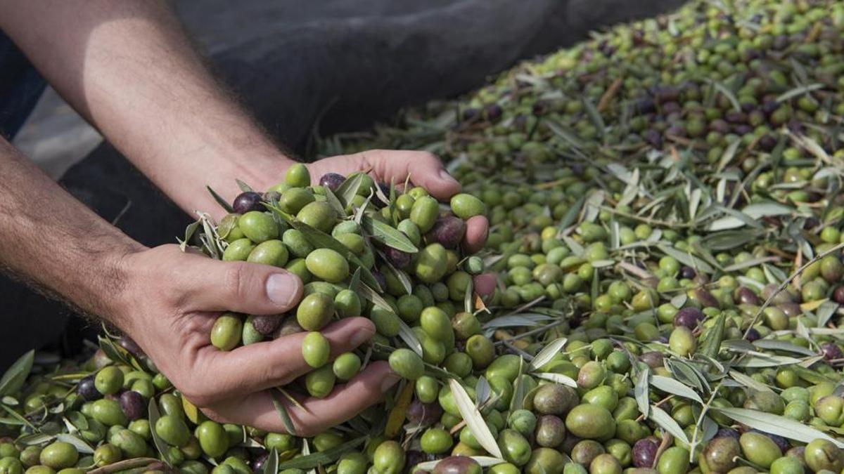 Aceitunas, en una imagen de archivo.