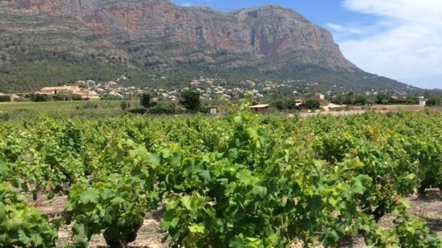 Vinos de pueblo y paisajes universales en Jesús Pobre