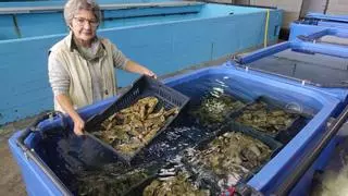 La bióloga Carmen Rodríguez será "Embajadora de las ostras" en reconocimiento a su trayectoria vinculada a este cultivo de la ría del Eo