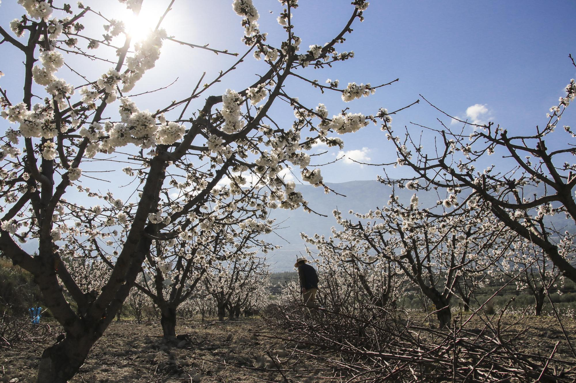 Cerezos en flor en Planes