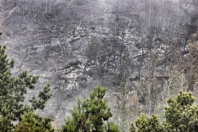 Zonas arrasadas por el incendio en el Norte de Tenerife