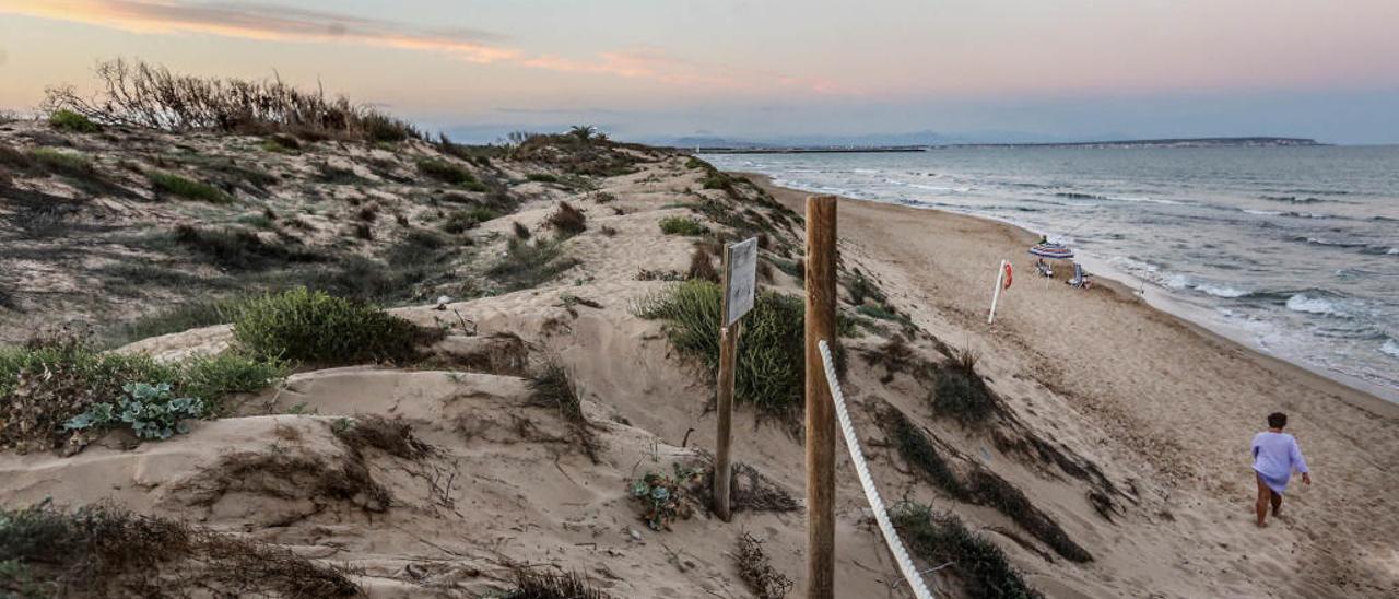 La actuación incluye plantar arbustos autóctonos sobre el cordón dunar en la pinada de Guardamar.