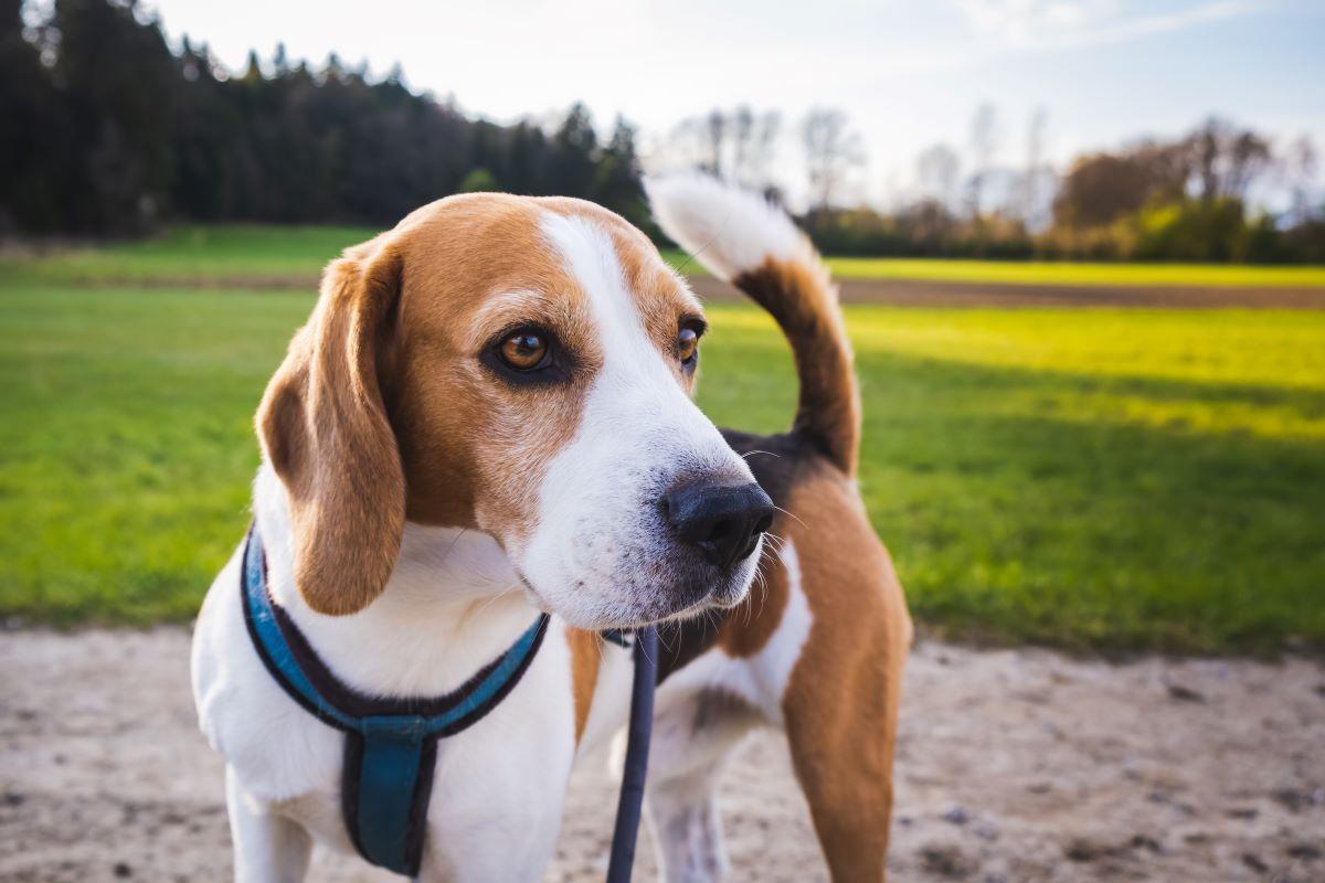 Un perro de raza beagle.