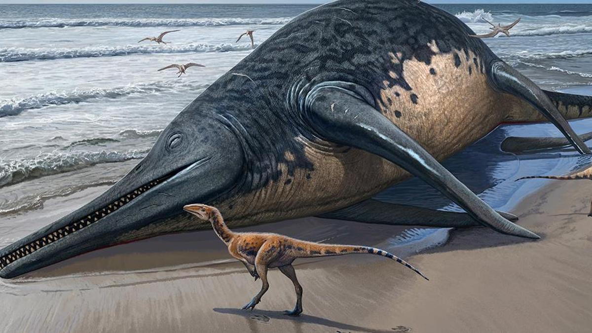 Reconstrucción artística de un 'Ichthyotitan severnensis' varado la playa donde se ha encontrado 250 millones de años más tarde.