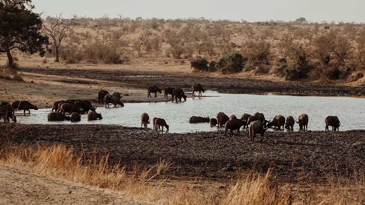 Un grupo de búfalos se reúne junto al agua, una de las escenas habituales durante un safari en la sabana.