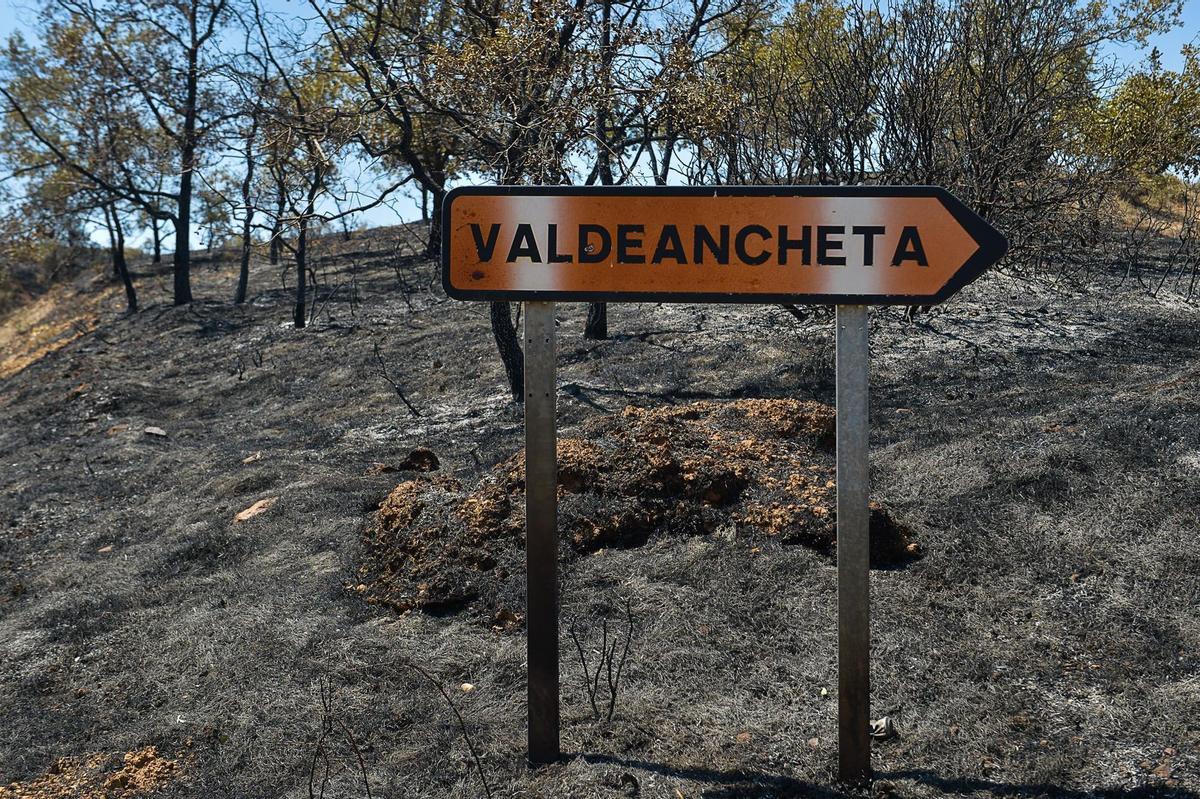 Zona afectada por el incendio forestal originado ayer en Humanes (Guadalajara). EFE/ Nacho Izquierdo