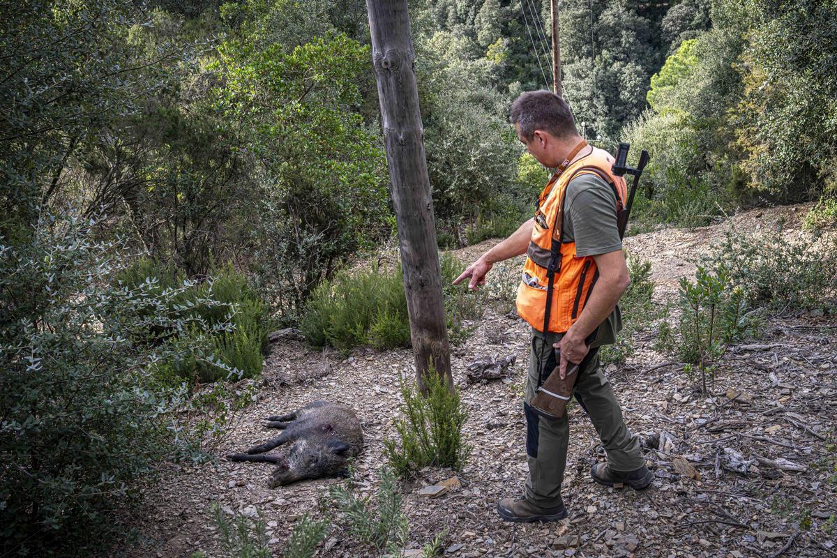 Así funciona una batida de caza en Girona: seguridad, convivencia y control del jabalí