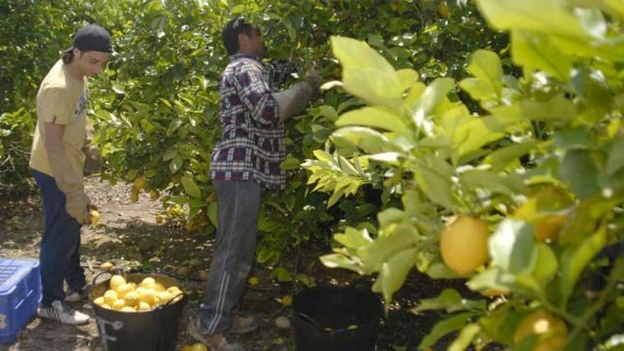 El uso agrícola contribuye al mantenimiento de los paisajes y frena la desertización.