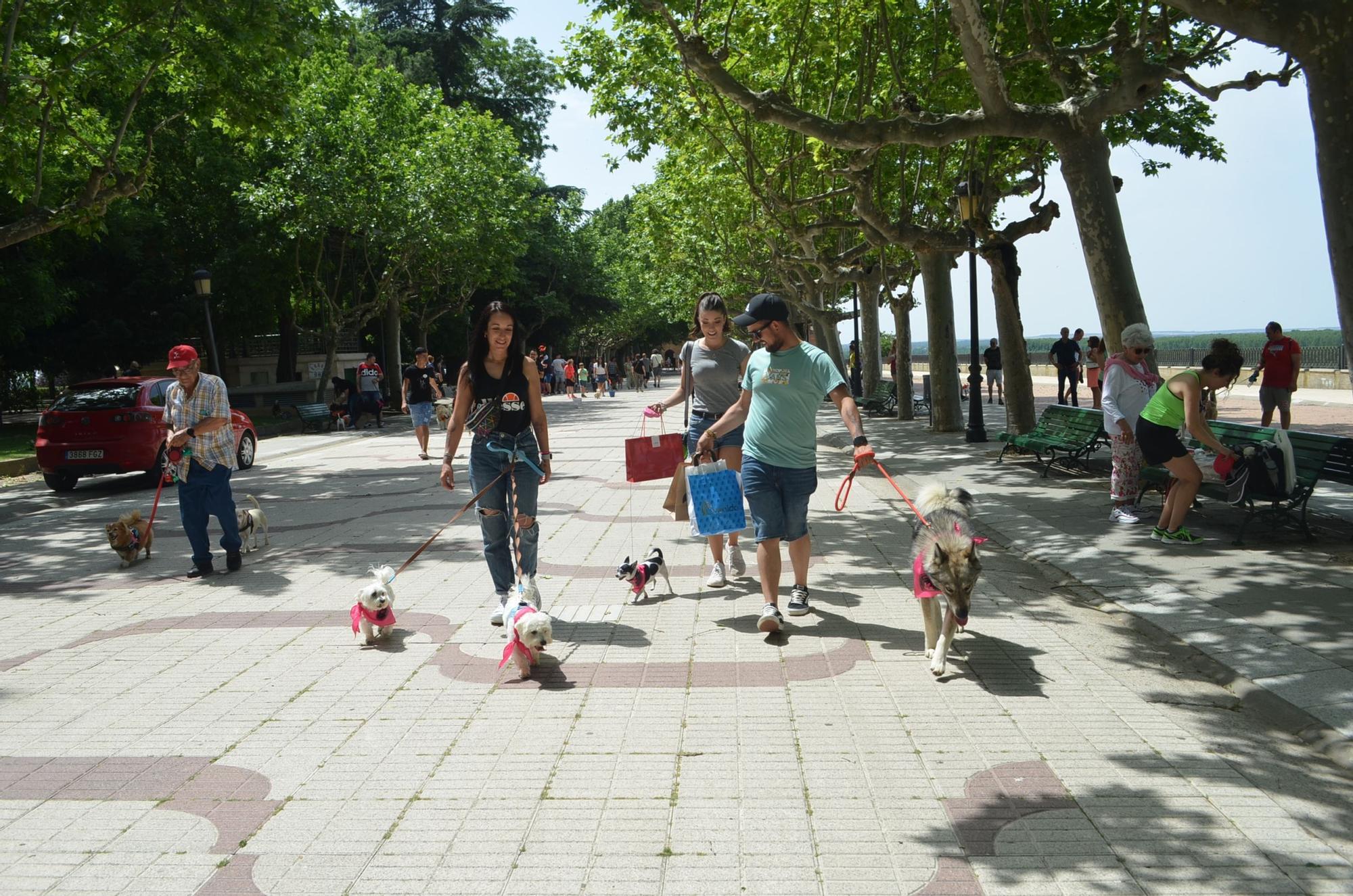 Benavente saca los perros a pasear contra el abandono animal