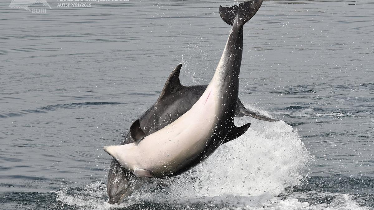 Delfines divirtiéndose en la ría de Arousa.