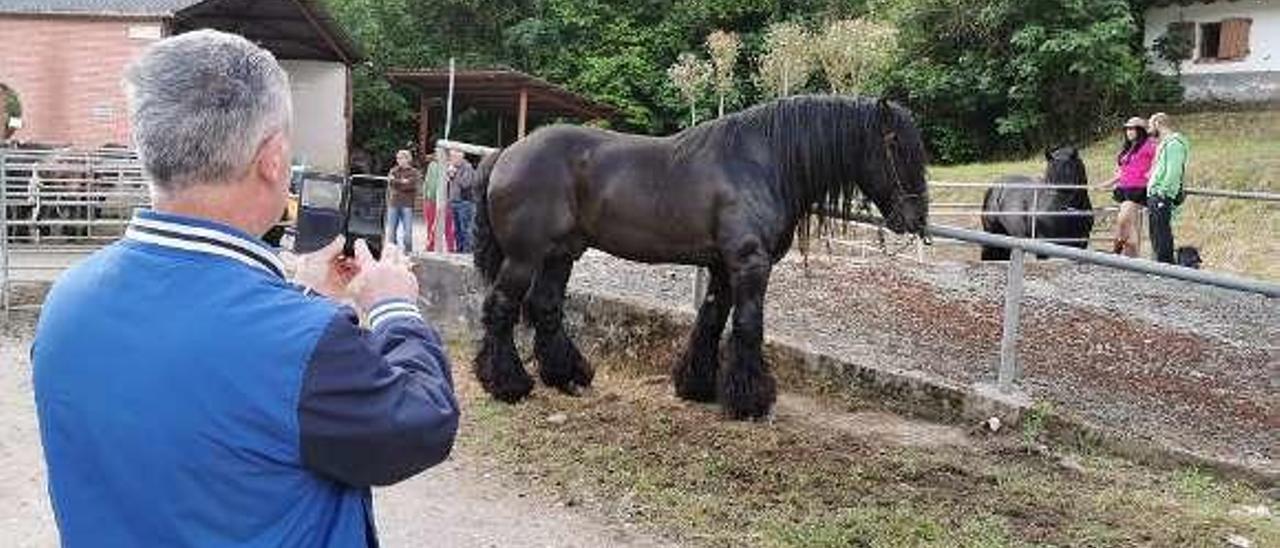 El público fotografía los caballos del concurso cangués.