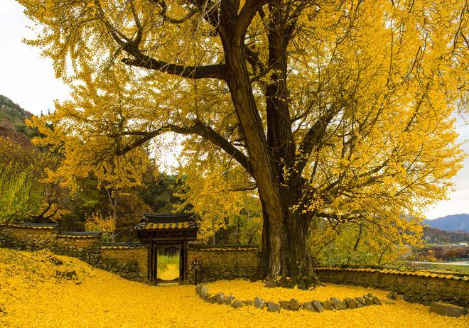 El mejor ejemplo de la belleza de este árbol está en China.