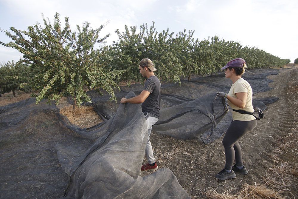 Comienzo de la campaña de la almendra en Córdoba