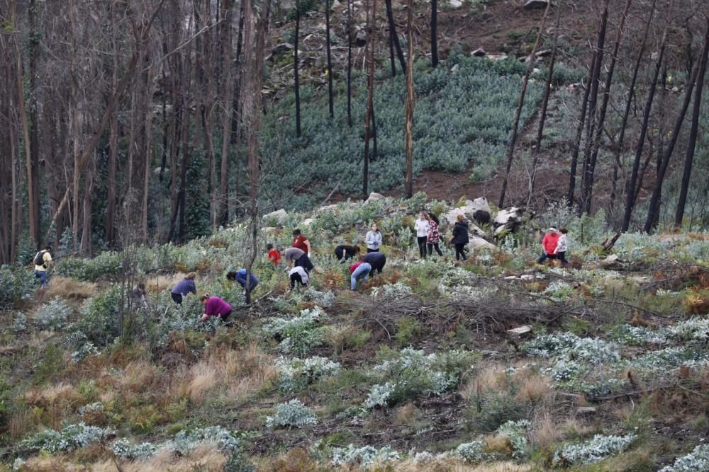 La comunidad de montes de Camos cita a los vecinos cerca del colegio Estudio para arrancar los brotes de esta especie pirófila.