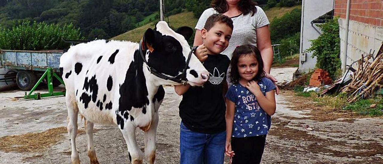 Vacas ante la cámara en Tineo