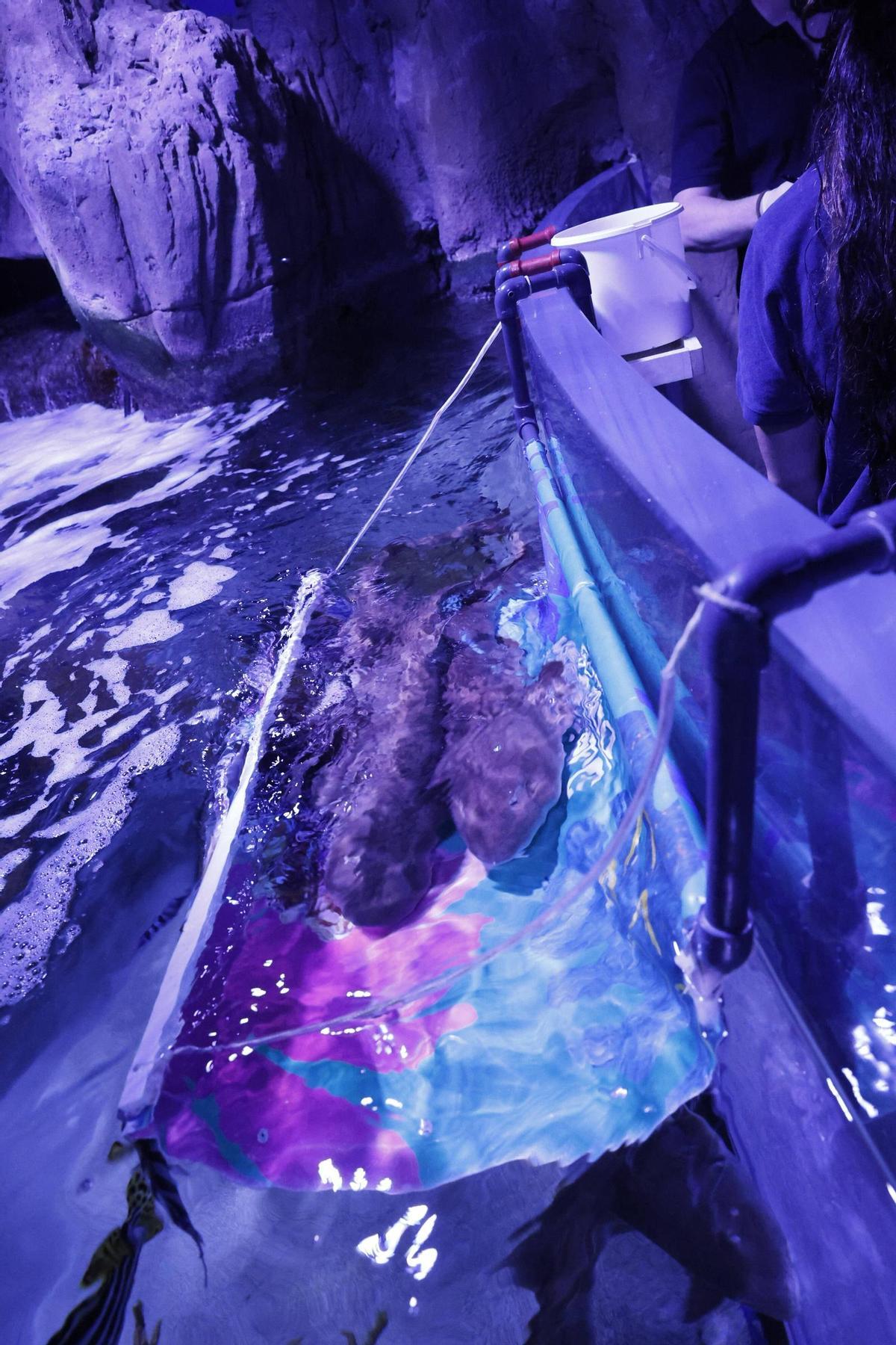 El trabajo de los profesionales del Acuario de Gijón, que alcanza sus 20 años de actividad, en imágenes.