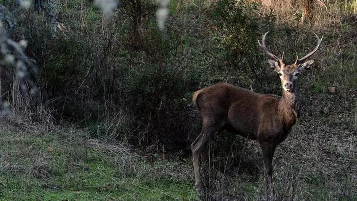 Un ejemplar de ciervo.