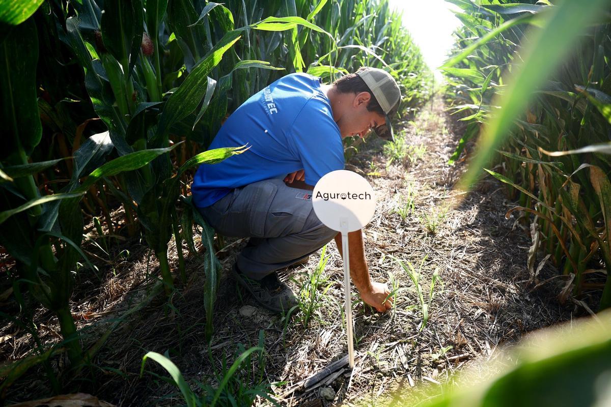 RECNOLOGIA DE RIEGOS,CAMPOS ,CULTIVO DE MAIZ PANIZO ZONA DE HUESCA TARDIENTA, FOTOS RECURSOS, JOVEN AGRICULTOR, REGADIO, AGRICULTURA, CULTIVOS PARA PIENSOS DE ANIMALES